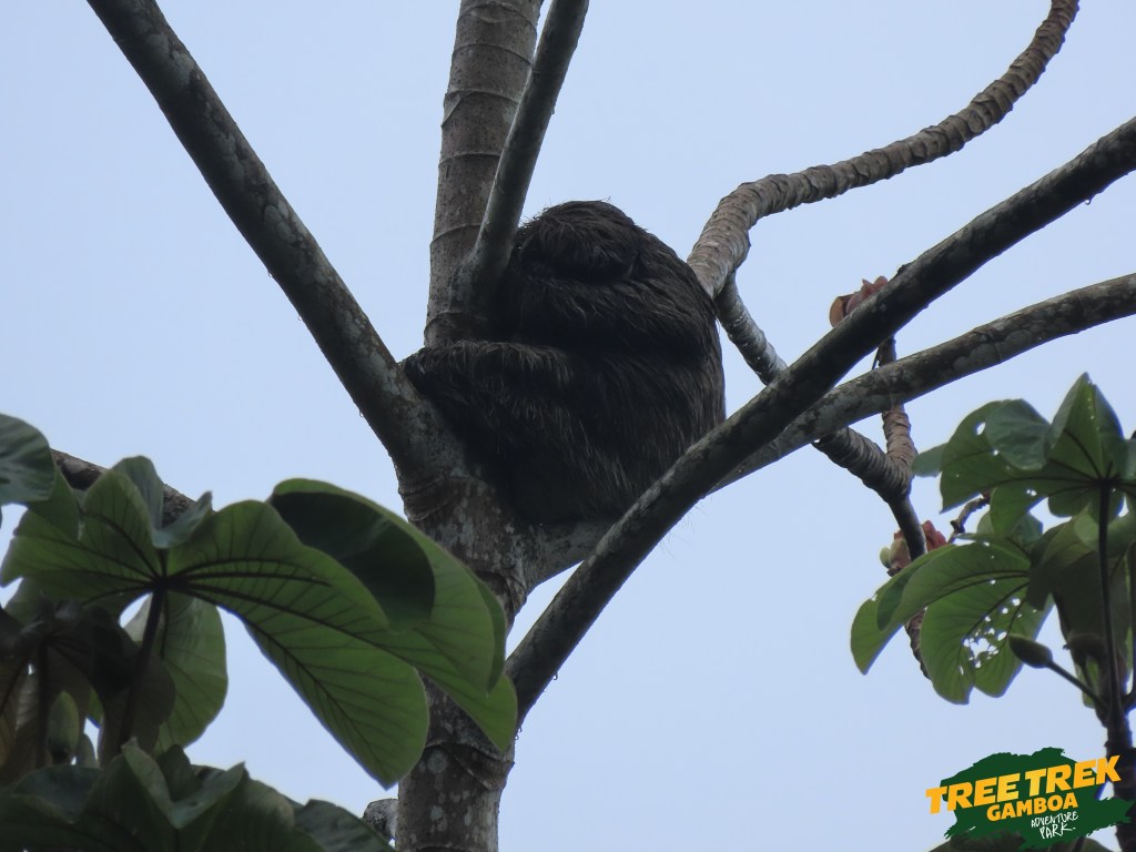 sloth in a tree gamboa Panama