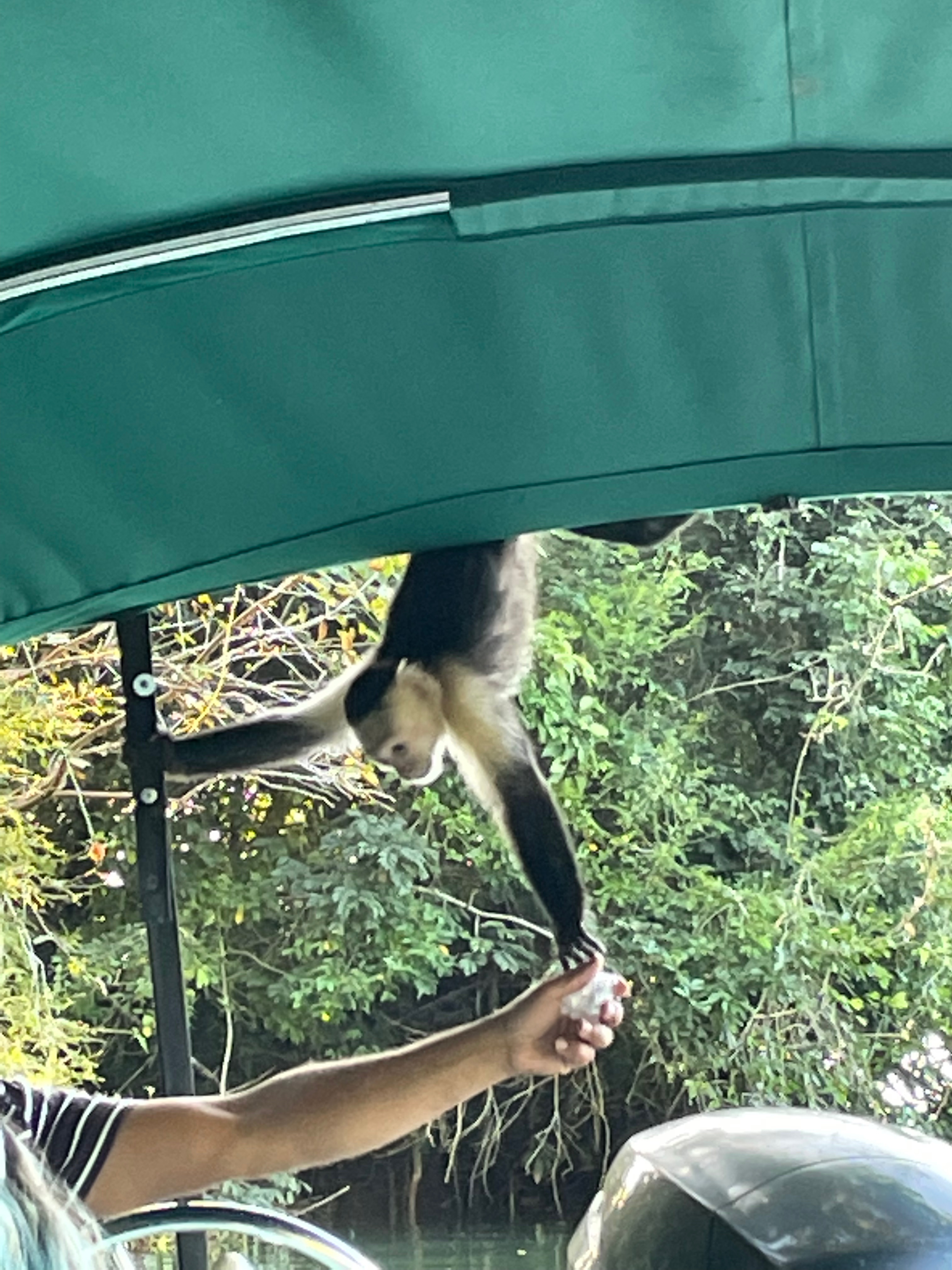 Holding hands with a monkey at Monkey Island Panamá