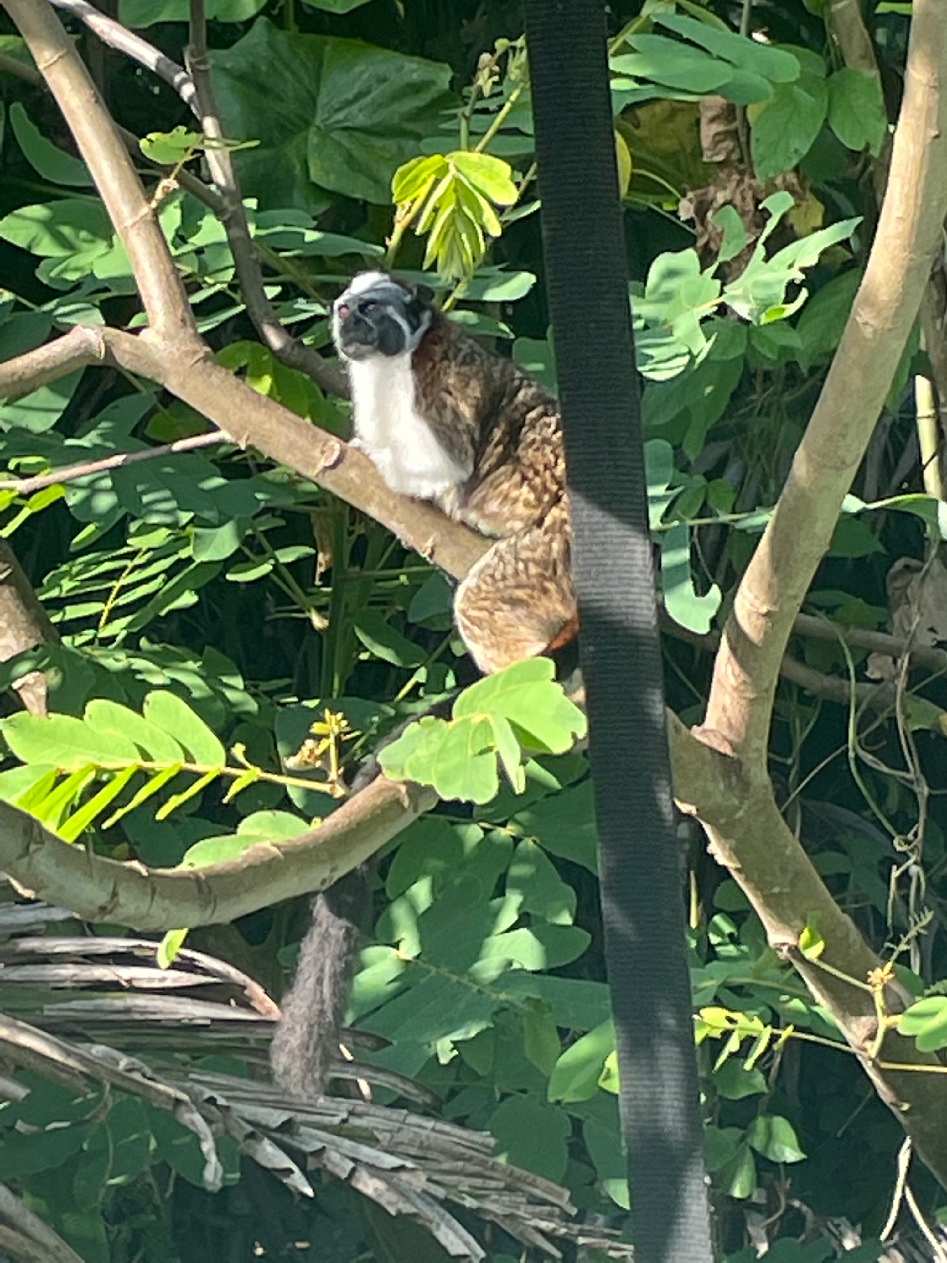 Monkey in a tree at Monkey Island Panamá