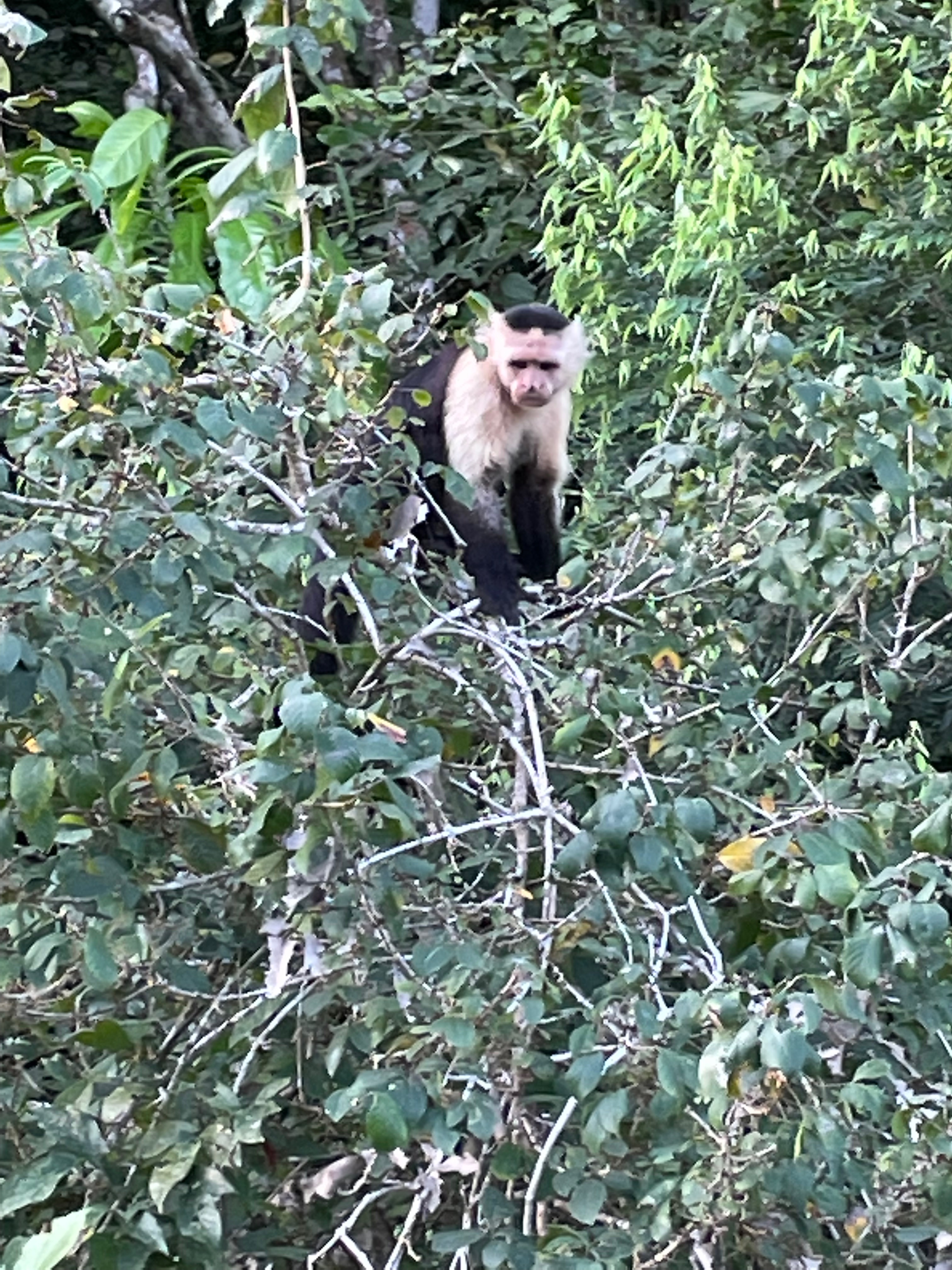 Monkey in a tree at Monkey Island Panamá