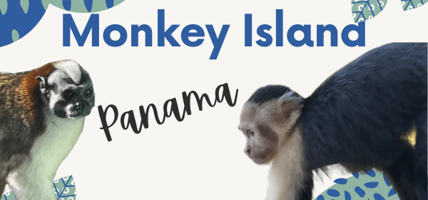 Monkeys in Panama