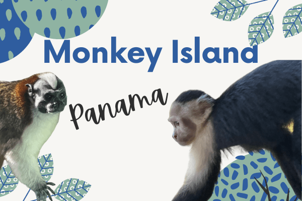 Monkeys in Panama