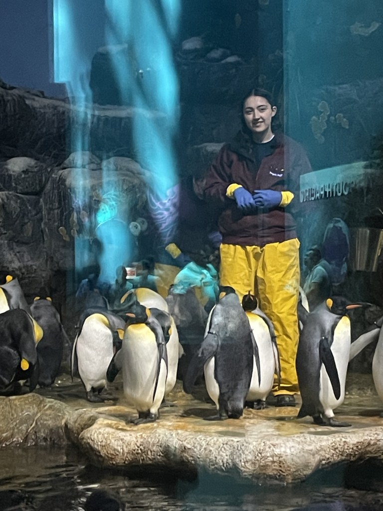 Penguins being fed at the Aquarium Pyramid at Moody Gardens in Galveston Texas