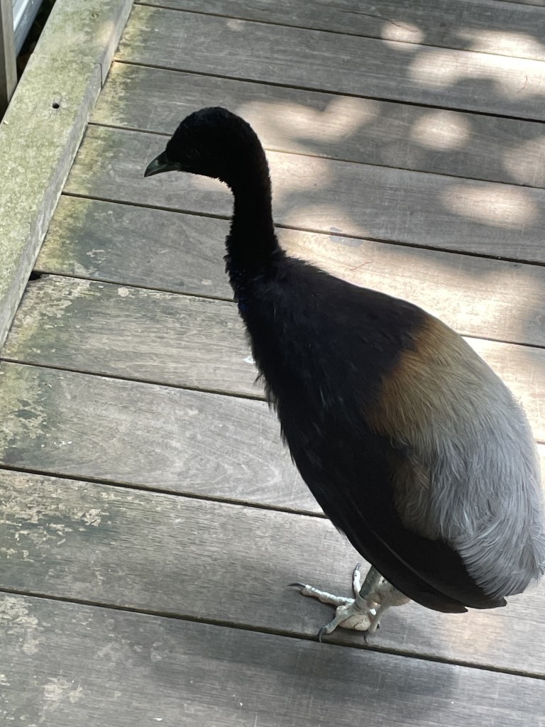 A wandering bird at the Rainforest Pyramid at Moody Gardens Galveston Texas