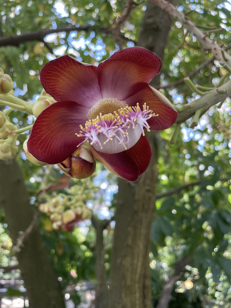 Beautiful rainforest flower