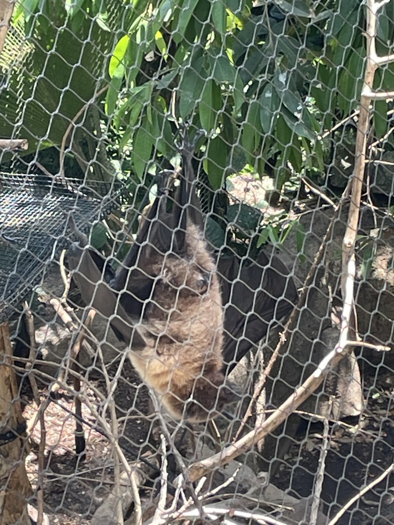 A bat at the Rainforest Pyramid at Moody Gardens Galveston Texas