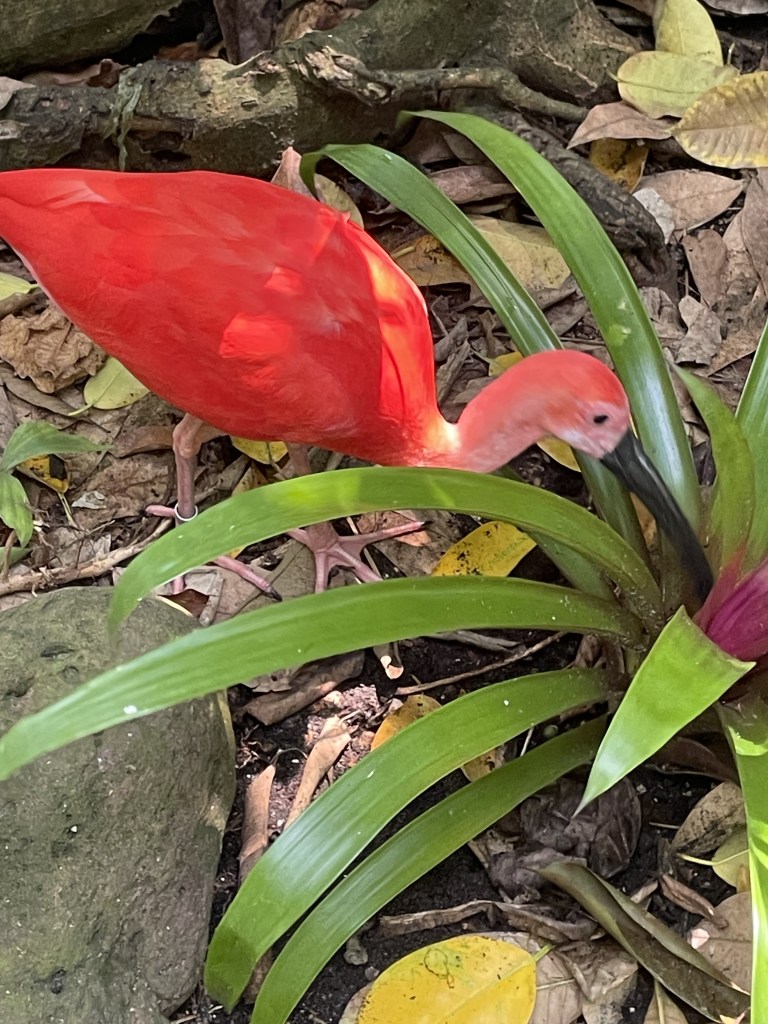 Beautiful bird at the Rainforest Pyramid at Moody Gardens Galveston Texas
